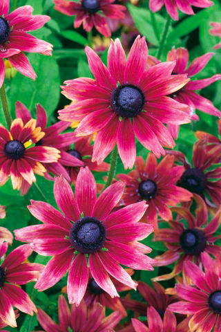 Rudbekia dwubarwna Cherry Brandy - 150 nasion