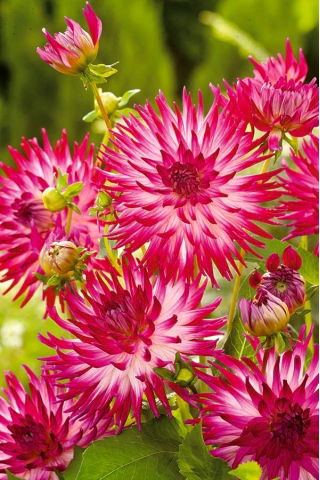 Dalia - Dutch Explosion