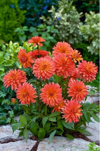 Dalia Melody Swing