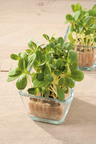 Microgreens - Ogórecznik lekarski - młode listki o unikalnym smaku