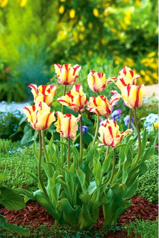 Tulipan Flaming Parrot - opak. 5 szt.