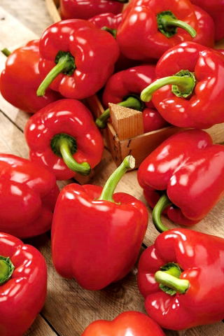 Papryka Gloria