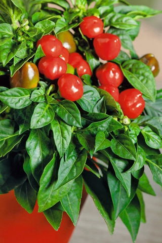 Papryka Peppino F1 - ostra, doniczkowa - 10 nasion