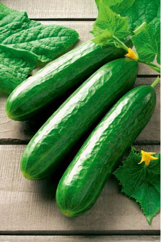 BIO Ogórek gruntowy sałatkowy Vert Long Maraicher - Certyfikowane nasiona ekologiczne