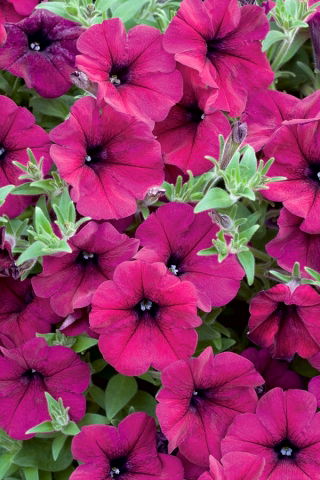 Petunia ogrodowa Symfonia - amarantoworóżowa z ciemną gardzielą