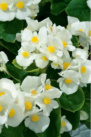 Begonia Barbara - stale kwitnąca, biała, odmiana zielonolistna
