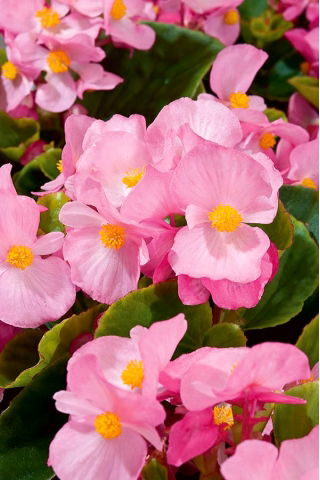 Begonia Papillon Rose - stale kwitnąca, jasnoróżowa, odmiana zielonolistna
