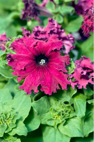 Petunia ogrodowa Gottfried Michaelis - strzępiasta, wiśniowo-fioletowa
