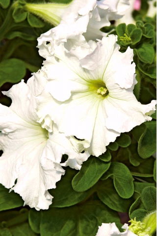 Petunia ogrodowa Koronkowy Welon - biała