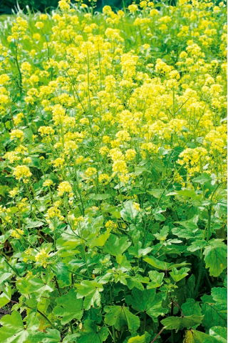 Gorczyca biała konsumpcyjna - 5 kg - 650000 nasion