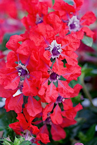 Kufea miedziana Summer Medley - 135 nasion