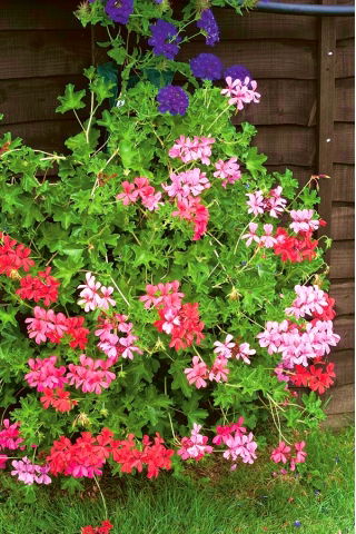 Pelargonia zwisająca Speedy mixed - 10 nasion