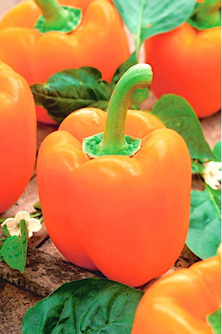 Papryka Etiuda - słodka pomarańczowa - 10 gram - 1500 nasion