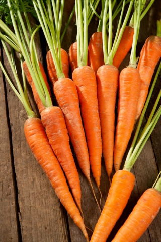 Marchew Rubrovitamina - średniowczesna, typ karotka - szczególnie polecana na soki - 4250 nasion