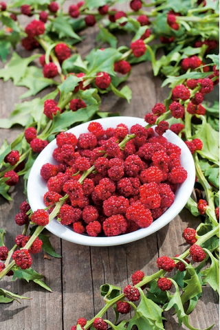 Komosa rózgowa - Strawberry Sticks - 120 nasion