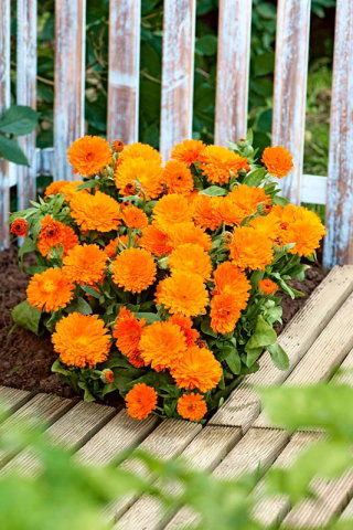 Nagietek lekarski niski - pomarańczowy