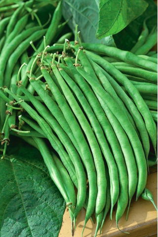 Fasola Jagusia - NANO-GRO - 30% większe zbiory