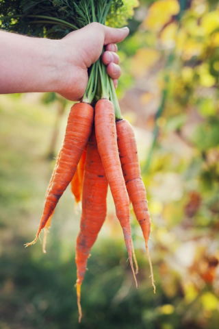 Marchew Berlikumer 2 - Perfekcja - NANO-GRO - 30% większe zbiory