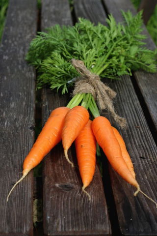 Marchew Berlikumer 2 - Perfekcja - NANO-GRO - 30% większe zbiory