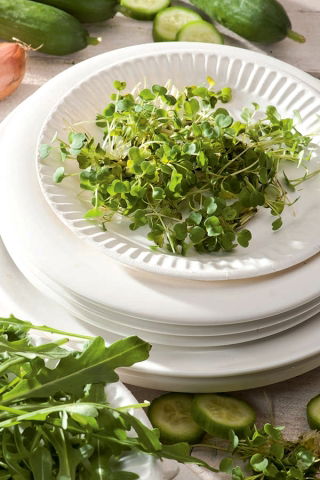 BIO Nasiona na kiełki - Rukola - Certyfikowane nasiona ekologiczne