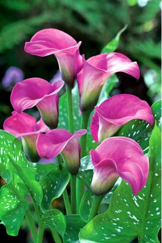 Calla różowa - Pink - GIGA paczka! - 50 szt.