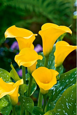 Calla żółta - Yellow - GIGA paczka! - 50 szt.