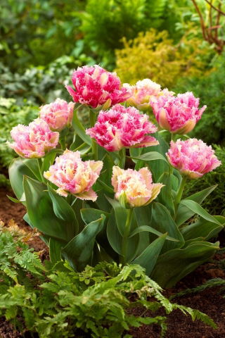 Tulipan Cool Crystal - 5 szt.