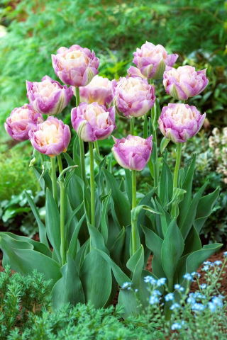 Tulipan Sweet Desire - duża paczka! - 50 szt.