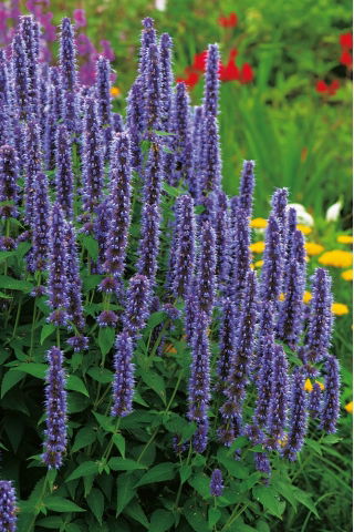 Agastache, Kłosowiec - 210 nasion