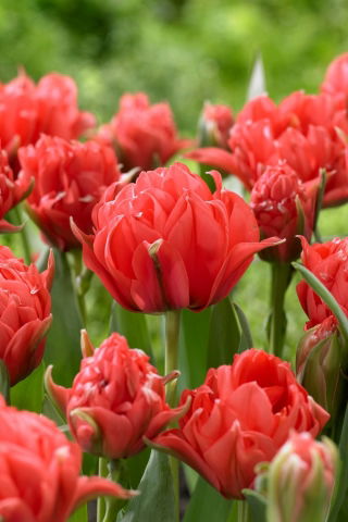 Tulipan Toronto Double - 5 szt.