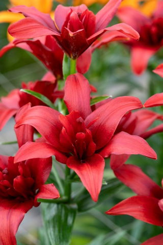 Lilia azjatycka pełna - Bald Eagle - duża paczka! - 10 cebulek