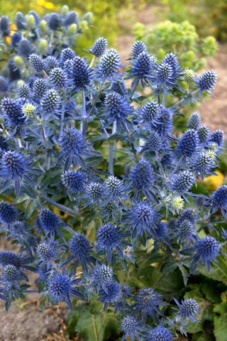 Mikołajek płaskolistny - GIGA paczka! - 50 szt.