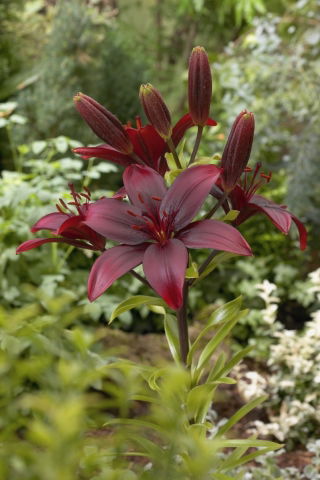 Lilia azjatycka - Bataleon - 1 cebula