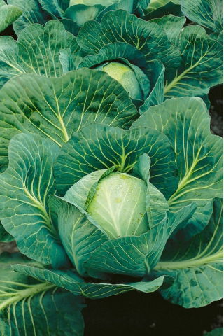 Kapusta głowiasta biała Langedijker Dauer - odporna na pękanie, jasnozielona - duże opakowanie - 50 gram