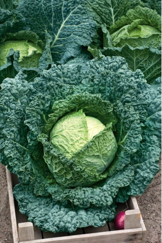 Kapusta włoska Vertus 2 - duże opakowanie - 50 gram