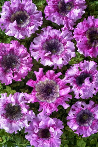 Petunia Superbissima Rosea - olbrzymie kwiaty do 16 cm