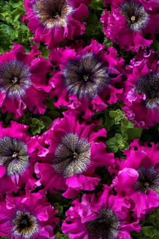 Petunia Superbissima Wine Red - olbrzymie kwiaty do 16 cm