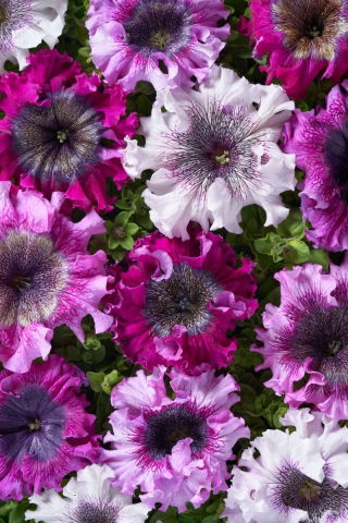 Petunia Superbissima Mix - olbrzymie kwiaty do 16 cm