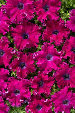 Petunia Aphrodite F1 - Purple
