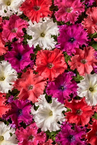 Petunia Aphrodite F1 - Mix