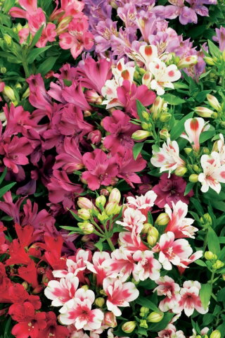 Alstremeria - Alstroemeria - GIGA paczka! - 50 szt.
