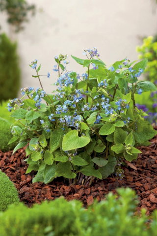 Brunera wielkolistna - Brunnera Macrophylla - GIGA paczka! - 50 szt.