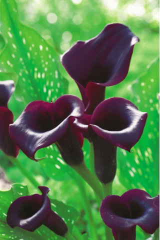 Calla Schwarzwalder - duża paczka! - 10 cebulek