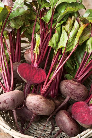 Burak ćwikłowy Egipski - duże opakowanie - 500 gram