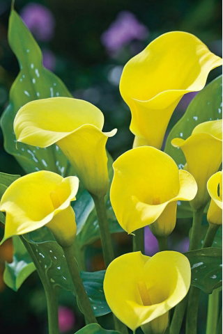 Calla Cream - duża paczka! - 10 cebulek