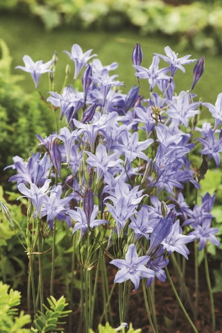 Hiacynt kalifornijski, Brodiaea - Queen Fabiola - GIGA paczka! - 500 szt.