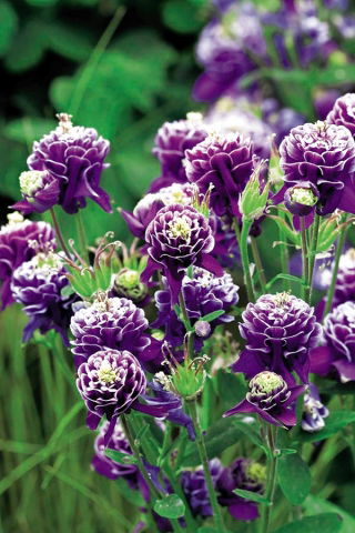 Orlik pełny - Double Dark Blue & White - GIGA paczka! - 50 szt.