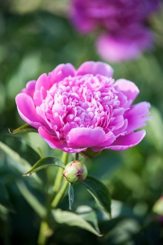 Piwonia, Paeonia - Edulis Superba - sadzonka - GIGA paczka! - 50 szt.