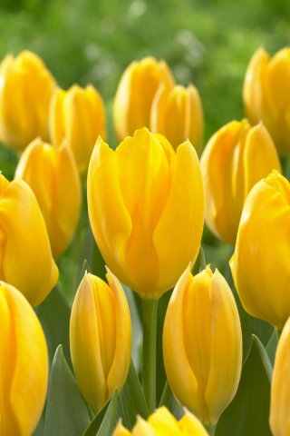 Tulipan Golden Purissima - GIGA paczka! - 250 cebulek