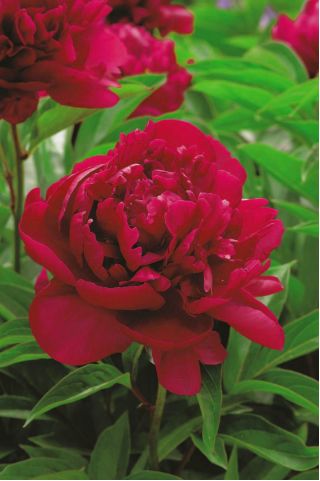 Piwonia, Paeonia - Madame Gaaudichau - 1 kłącze